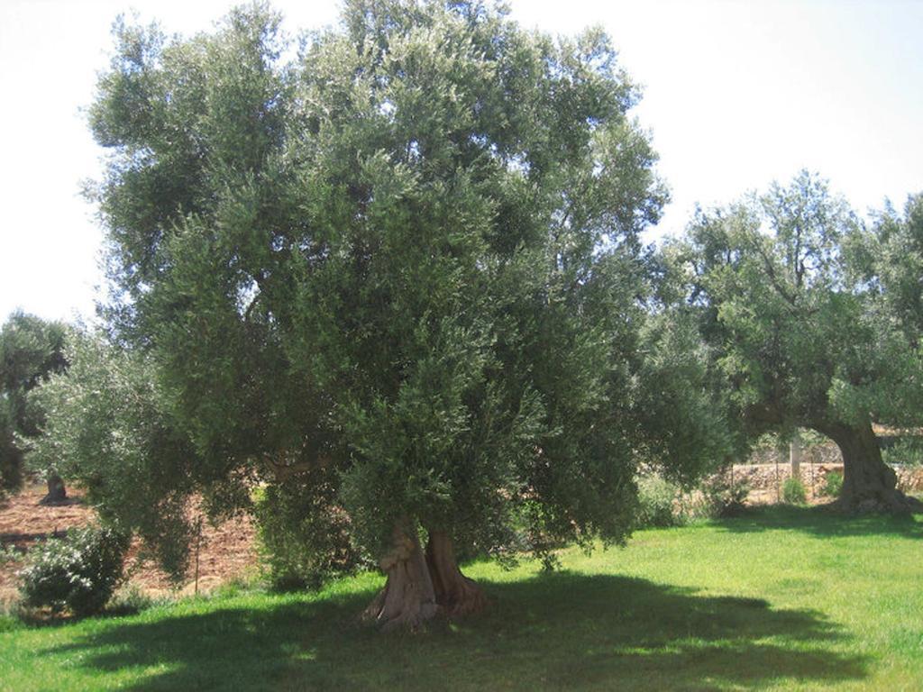 La Vigna Vecchia Pensionat Fasano Eksteriør billede